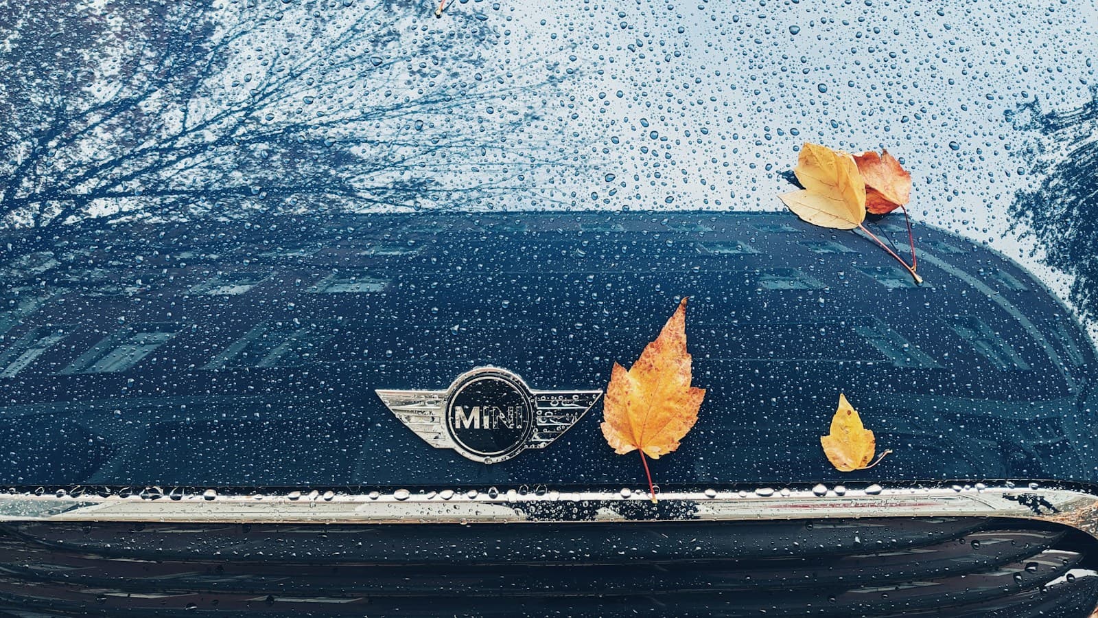 Autumn leaf resting on a rain-beaded car hood